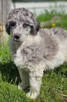 Chandler, a male Poodle - Standard  for sale in Renton, WA – 3 of 5