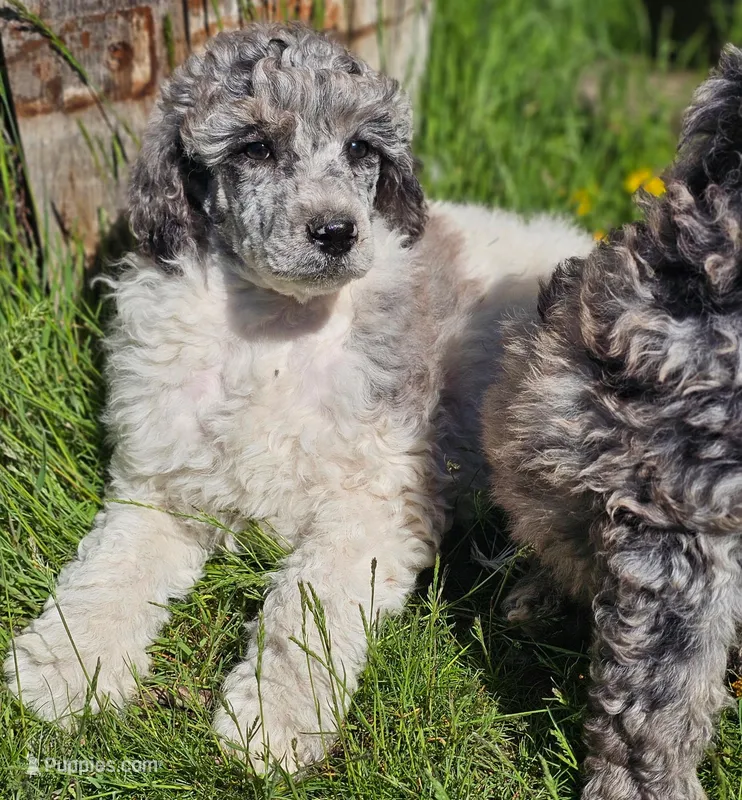 Chandler – Poodle - Standard  puppy for sale in Renton, WA