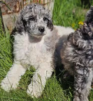 Chandler, a male Poodle - Standard  for sale in Renton, WA – 1 of 5