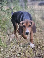 Jenny, a female Treeing Walker Coonhound and Redbone Coonhound for sale in Renton, WA – 2 of 3