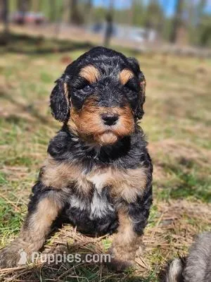 River – Bernedoodle puppy for sale in Renton, WA