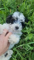 River, a female Yorkshire Terrier and Poodle - Miniature  for sale in Renton, WA – 2 of 2