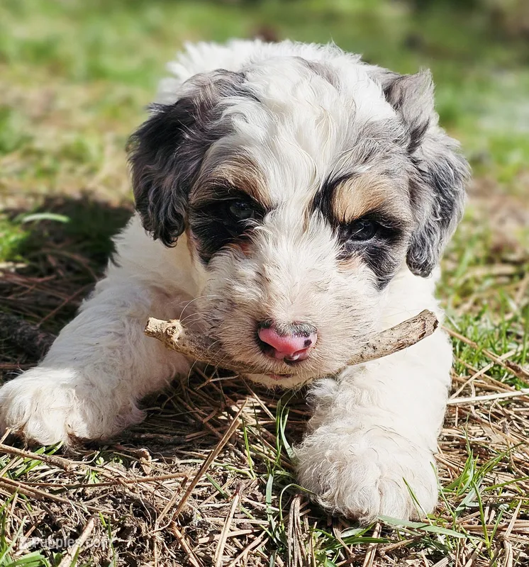 Monte  – Bernedoodle puppy for sale in Renton, WA