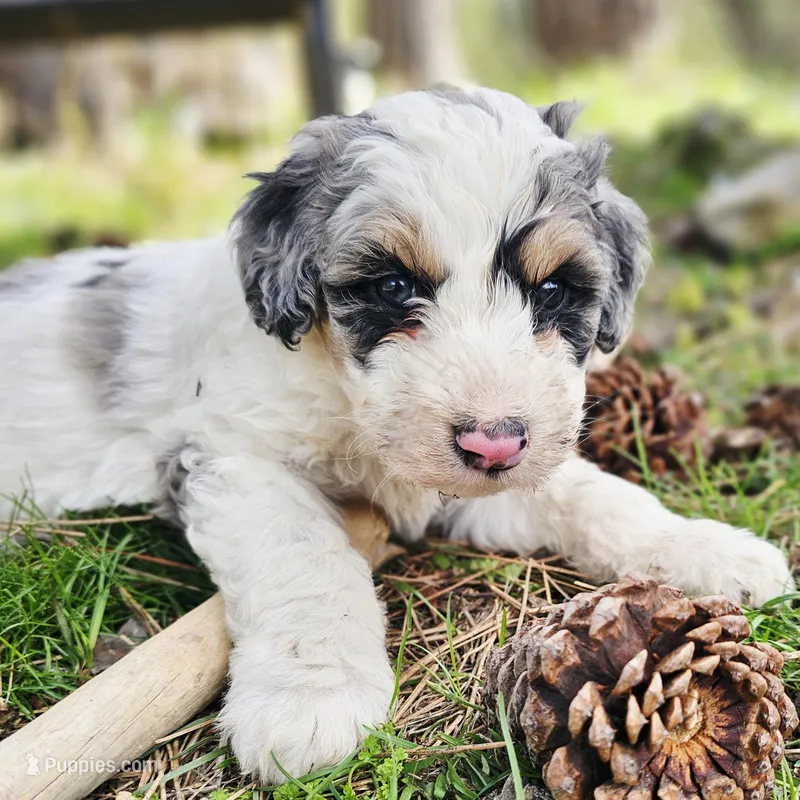 Monte  – Bernedoodle puppy for sale in Renton, WA