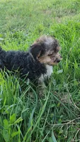 Jenny, a female Yorkipoo for sale in Renton, WA – 2 of 2