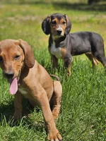 Jenny, a female Treeing Walker Coonhound and Redbone Coonhound for sale in Renton, WA – 3 of 3