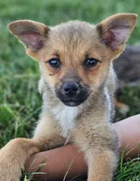 Parker, a male Pomeranian and Yorkshire Terrier for sale in Renton, WA – 3 of 4