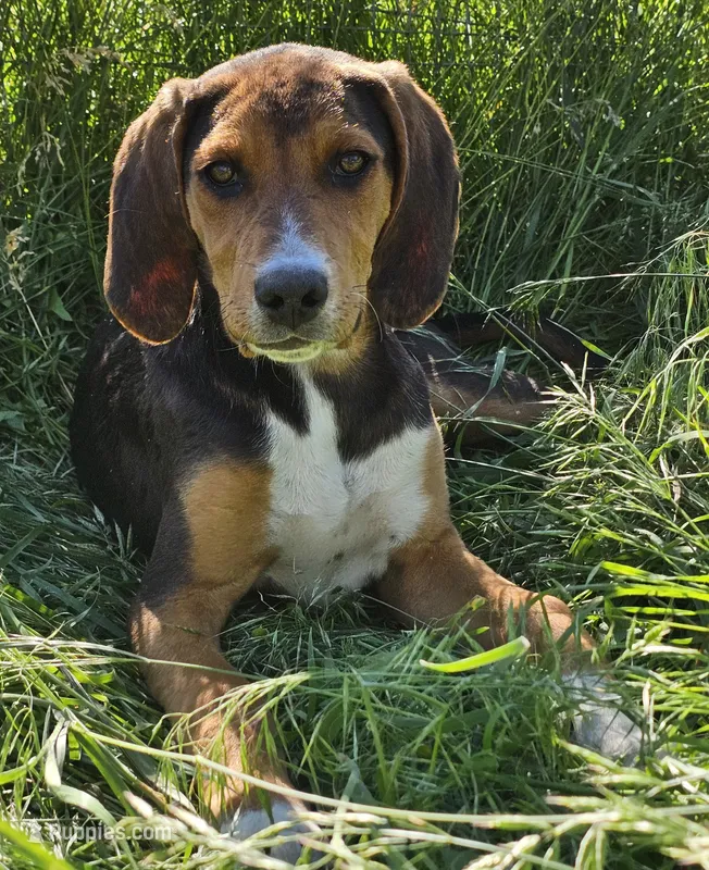 Jenny – Treeing Walker Coonhound, Redbone Coonhound puppy for sale in Renton, WA