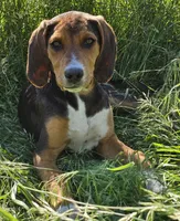 Jenny, a female Treeing Walker Coonhound and Redbone Coonhound for sale in Renton, WA – 1 of 3