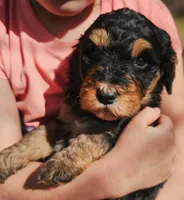 River, a female Bernedoodle for sale in Renton, WA – Photo 5 of 6