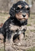 River, a female Bernedoodle for sale in Renton, WA – Photo 3 of 6