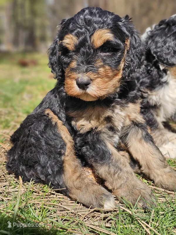 River – Bernedoodle puppy for sale in Renton, WA