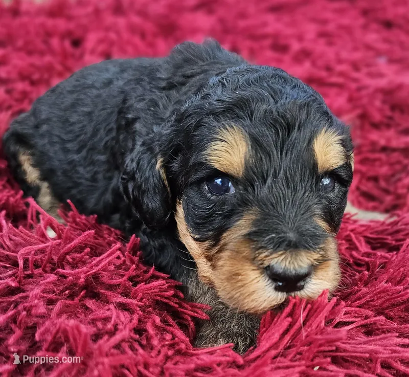 River – Bernedoodle puppy for sale in Renton, WA