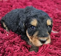 River, a female Bernedoodle for sale in Renton, WA – Photo 4 of 6