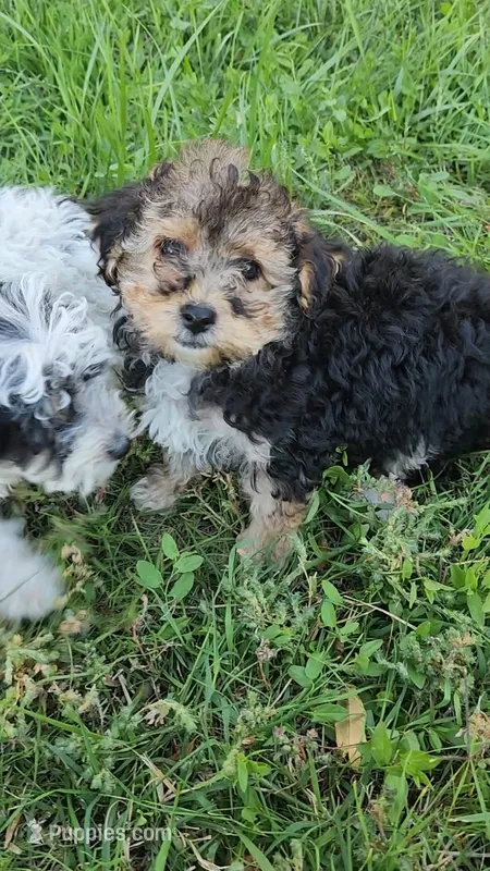 Jenny – Yorkipoo puppy for sale in Renton, WA