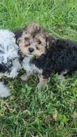 Jenny, a female Yorkipoo for sale in Renton, WA – 1 of 2