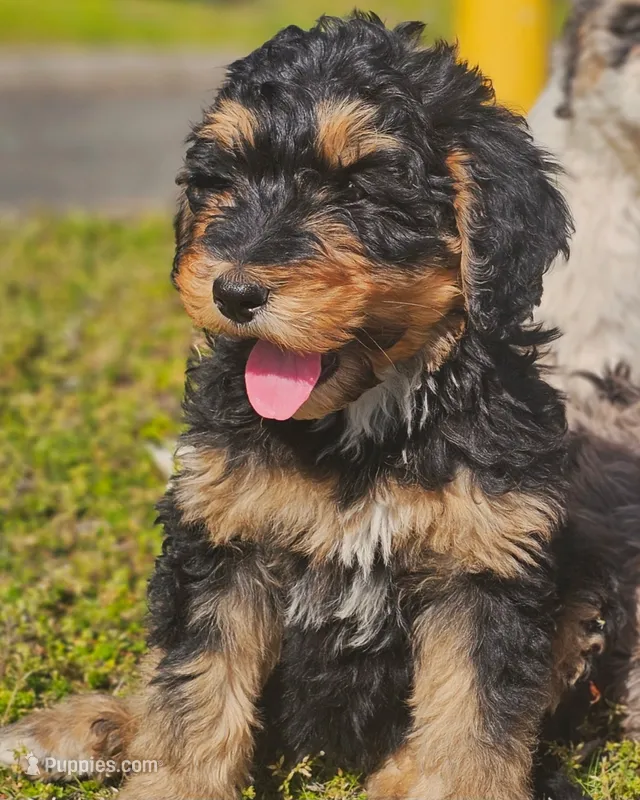 River – Bernedoodle puppy for sale in Renton, WA