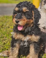 River, a female Bernedoodle for sale in Renton, WA – 1 of 8