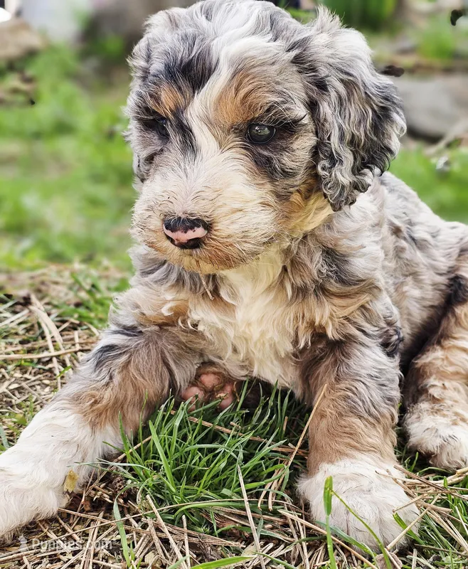Jackson – Bernedoodle puppy for sale in Renton, WA