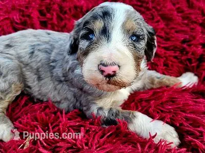 Jackson – Bernedoodle puppy for sale in Renton, WA