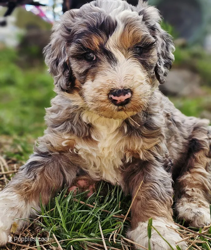Jackson – Bernedoodle puppy for sale in Renton, WA