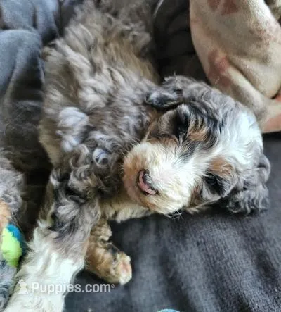 Jackson – Bernedoodle puppy for sale in Renton, WA