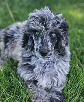 Jasper, a male Poodle - Standard  for sale in Renton, WA – 1 of 7