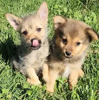 Sweet, a male Pomeranian and Yorkshire Terrier for sale in Renton, WA – 2 of 3