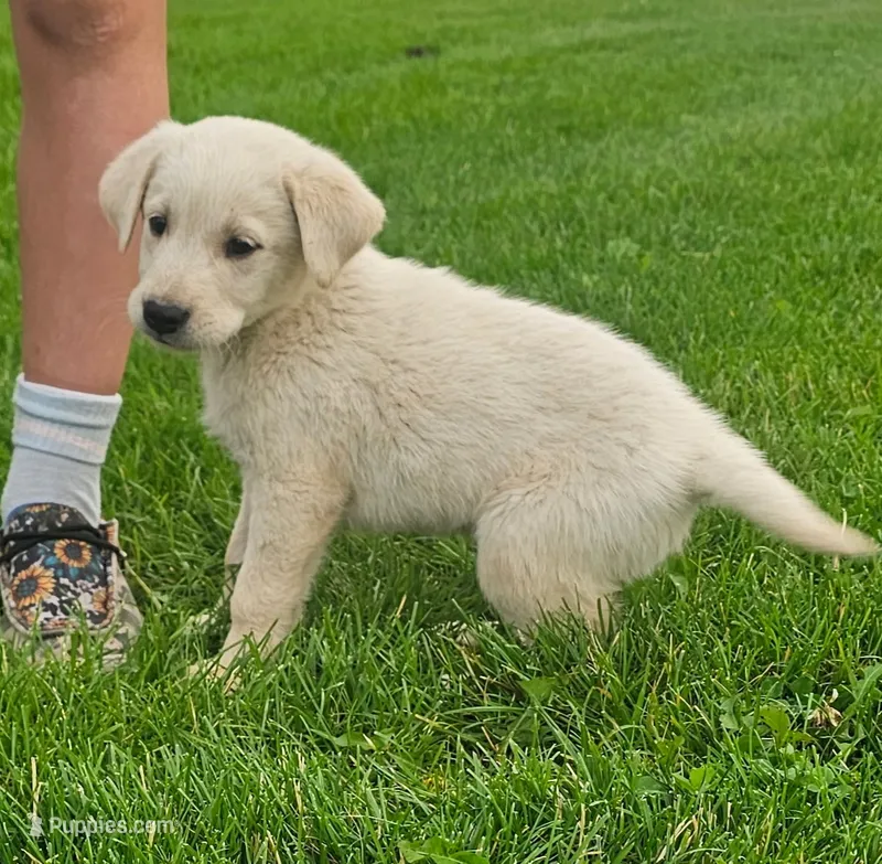 Lincoln – Golden Retriever, Labrador Retriever puppy for sale in Renton, WA