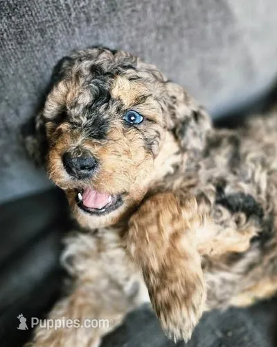 Missy – Bernedoodle puppy for sale in Renton, WA