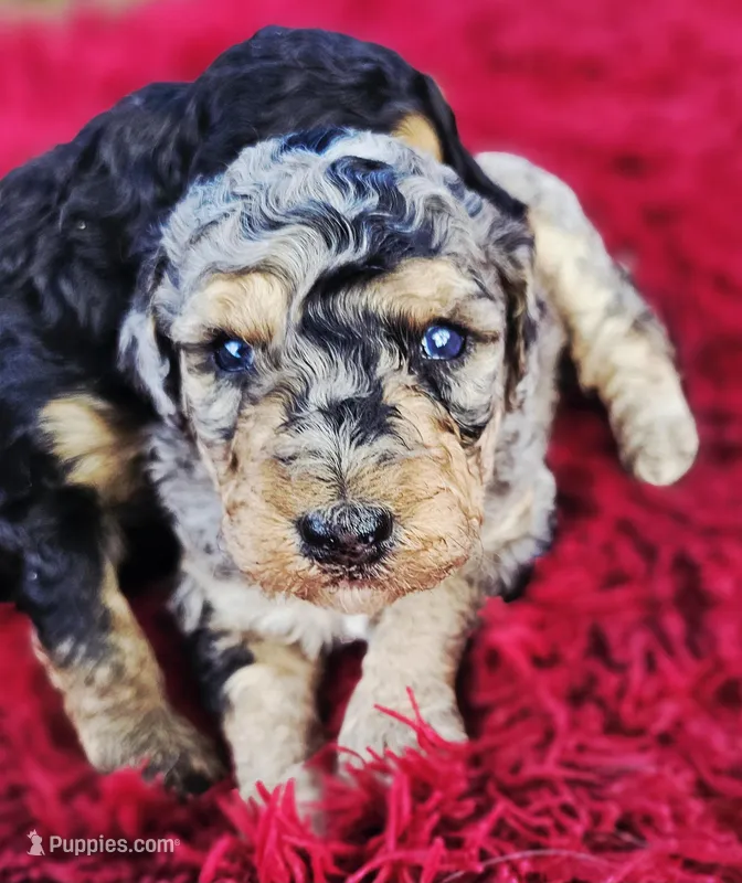 Missy – Bernedoodle puppy for sale in Renton, WA