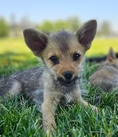Sweet, a male Pomeranian and Yorkshire Terrier for sale in Renton, WA – 3 of 3