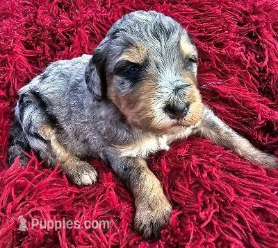 Jake – Bernedoodle puppy for sale in Renton, WA