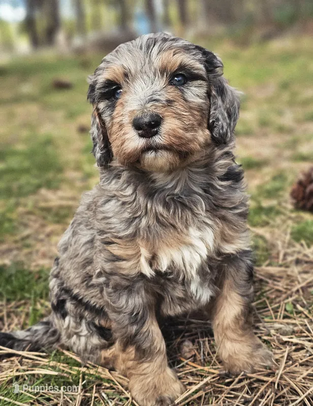 Jake – Bernedoodle puppy for sale in Renton, WA