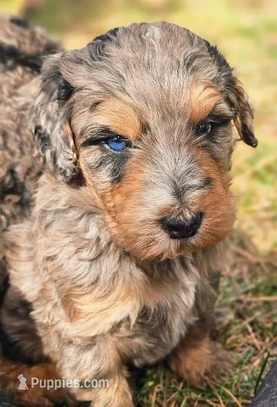 Jake – Bernedoodle puppy for sale in Renton, WA
