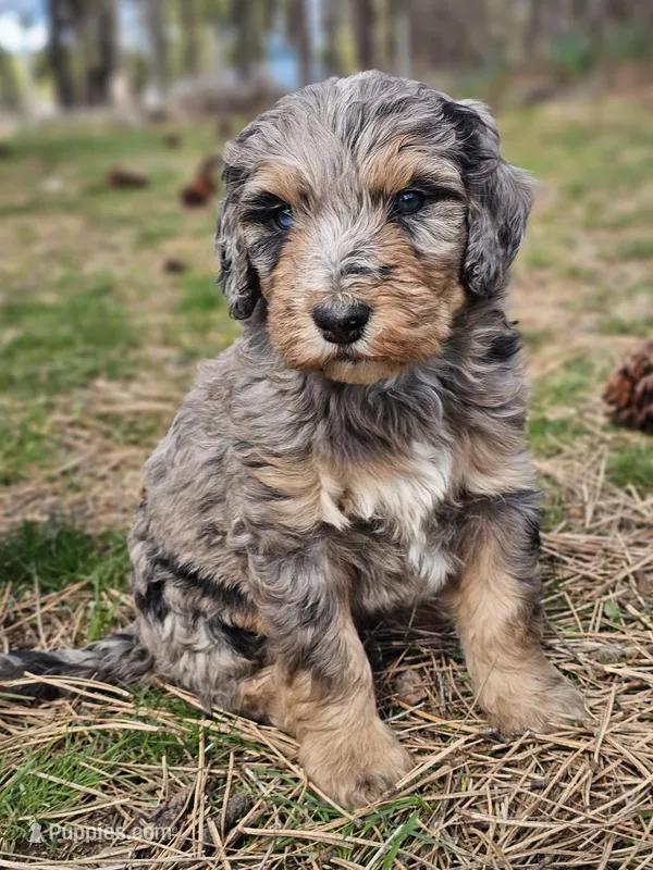 Jake – Bernedoodle puppy for sale in Renton, WA
