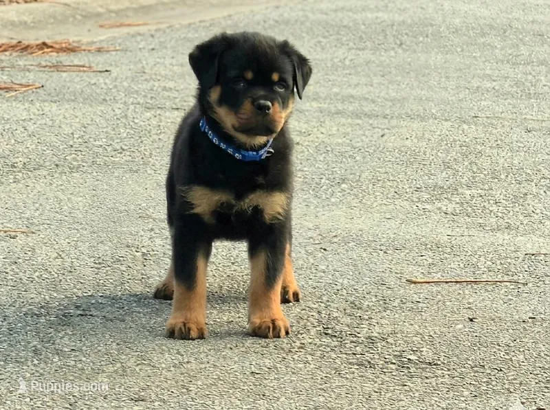 Weston, a male Rottweiler for sale in Loxahatchee, FL – Photo 1 of 2
