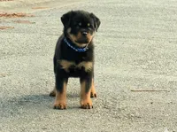 Weston, a male Rottweiler for sale in Loxahatchee, FL – Photo 1 of 2