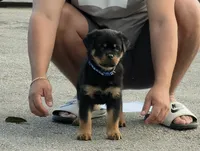 Weston, a male Rottweiler for sale in Loxahatchee, FL – Photo 2 of 2