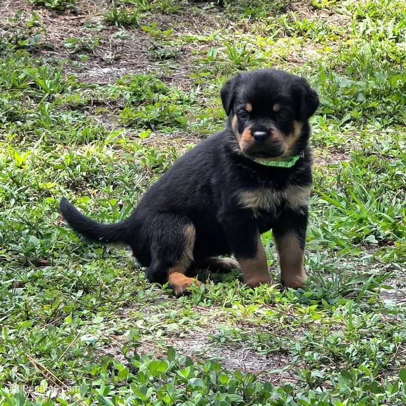 Wendi – Rottweiler puppy for sale in Loxahatchee, FL
