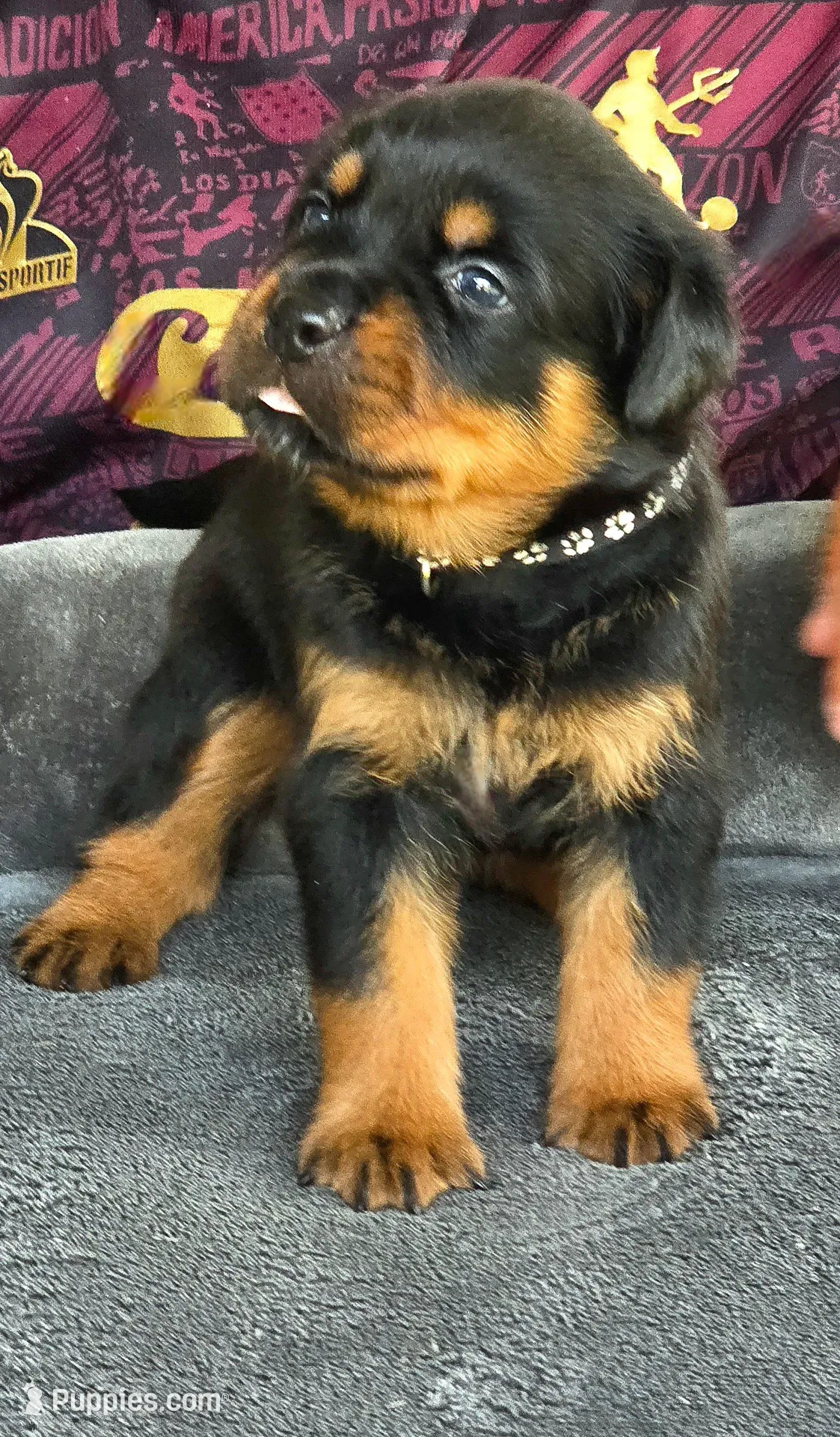 Wasko – Rottweiler puppy for sale in Loxahatchee, FL