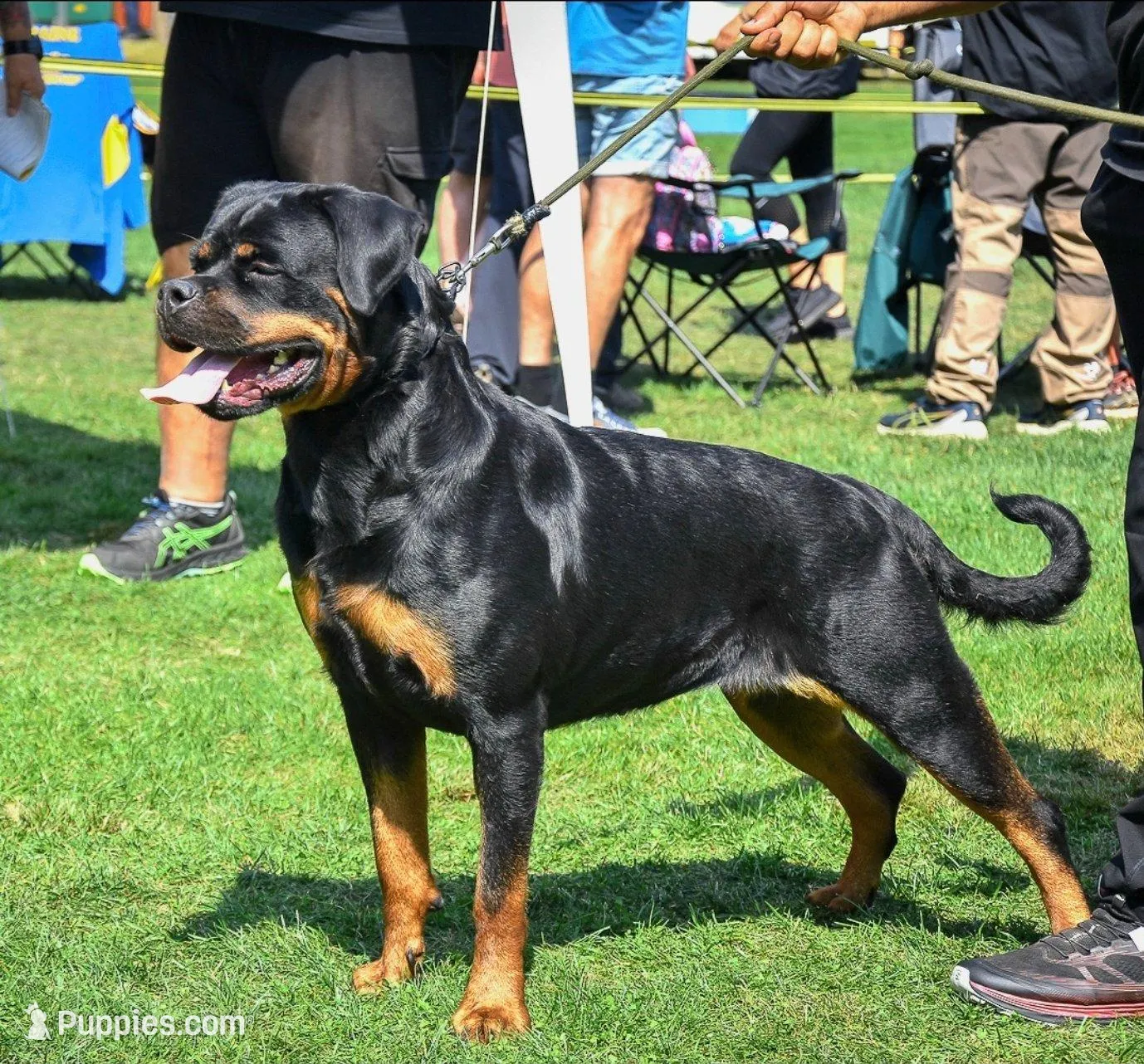 Wasko, a male Rottweiler for sale in Loxahatchee, FL – Photo 4 of 4