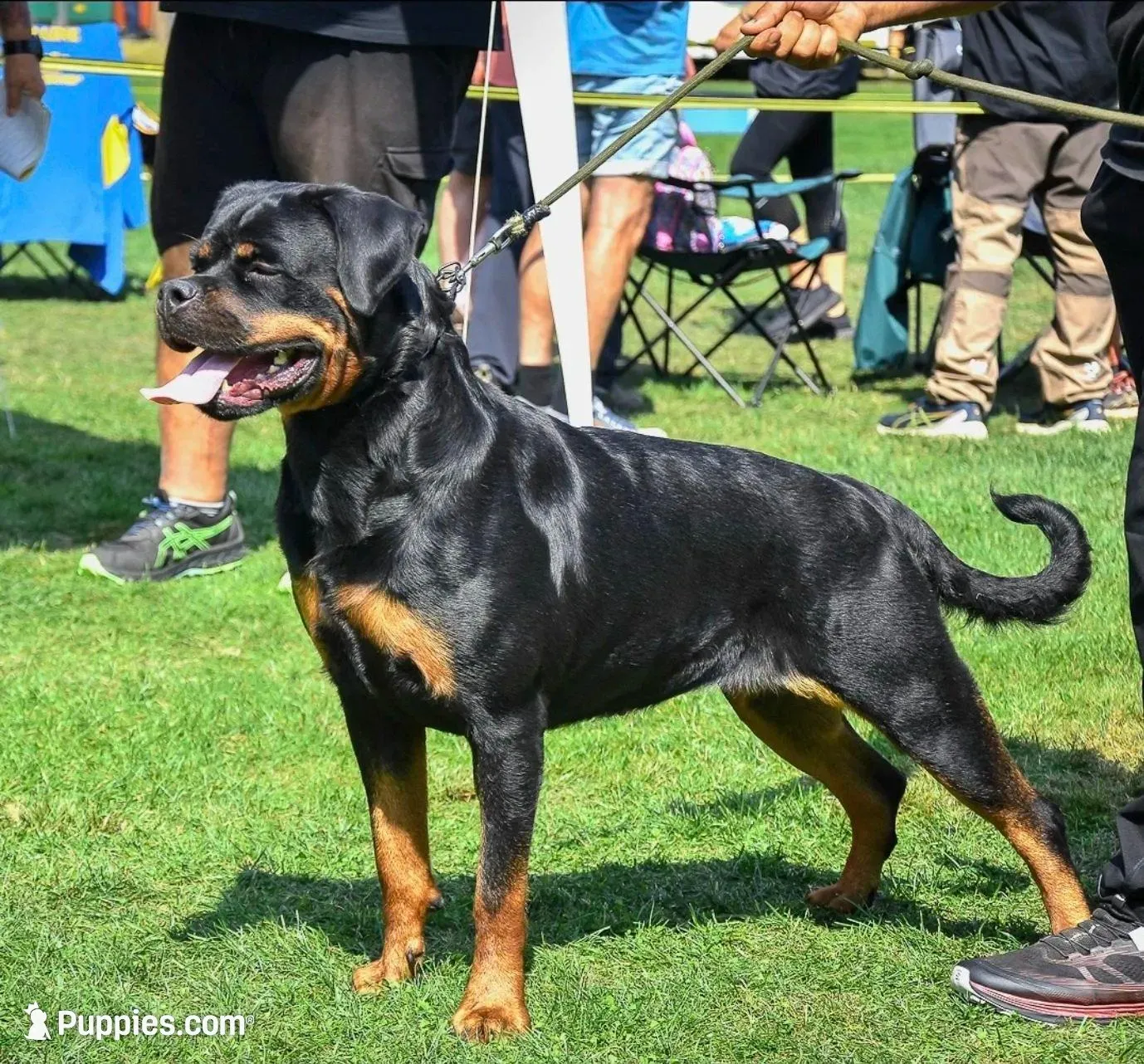 Wendi, a female Rottweiler for sale in Loxahatchee, FL – Photo 4 of 4