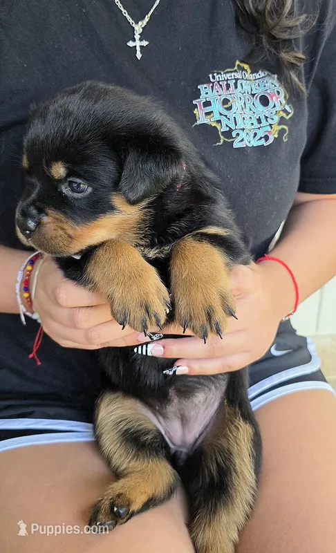 Wendi – Rottweiler puppy for sale in Loxahatchee, FL