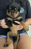 Wendi, a female Rottweiler for sale in Loxahatchee, FL – Photo 2 of 4