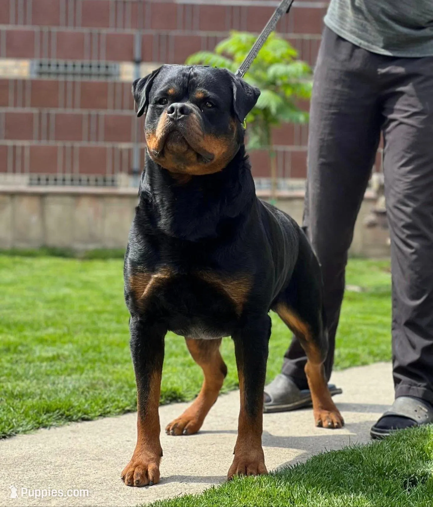 Wasko, a male Rottweiler for sale in Loxahatchee, FL – Photo 3 of 4