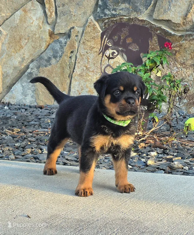 Wendi – Rottweiler puppy for sale in Loxahatchee, FL