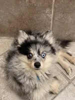 Galactic Destroyer, a male Pomsky for sale in Jacksonville, NC – 4 of 6