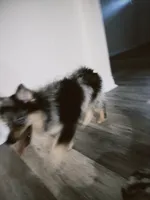 Galactic Destroyer, a male Pomsky for sale in Jacksonville, NC – 3 of 6