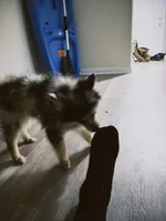 Galactic Destroyer, a male Pomsky for sale in Jacksonville, NC – 2 of 6